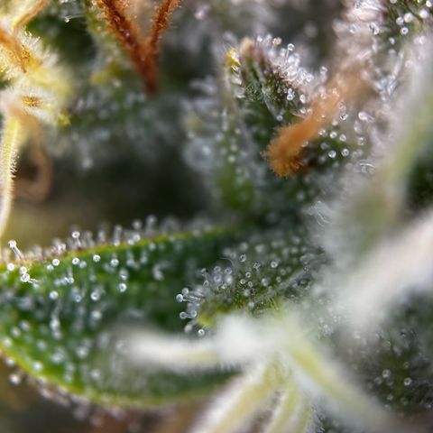 Frozen Black Cherry growlog timeline photo