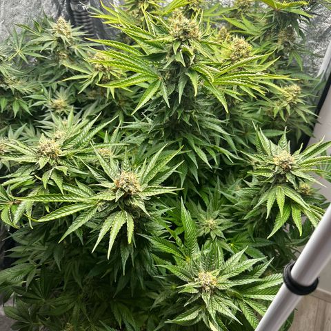 Frozen Black Cherry growlog timeline photo