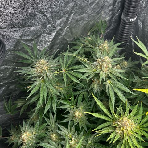 Frozen Black Cherry growlog timeline photo
