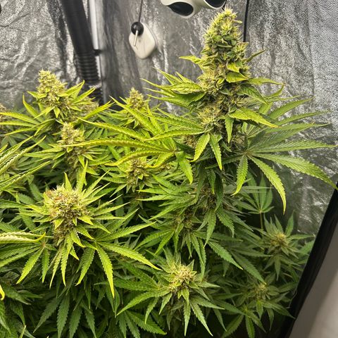 Frozen Black Cherry growlog timeline photo