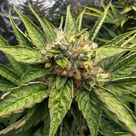 Frozen Black Cherry growlog timeline photo