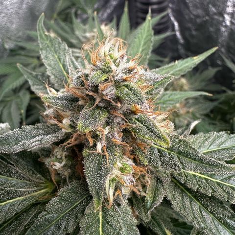 Frozen Black Cherry growlog timeline photo
