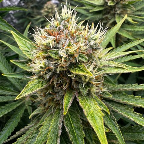 Frozen Black Cherry growlog timeline photo