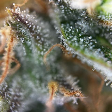 Frozen Black Cherry growlog timeline photo