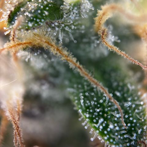 Frozen Black Cherry growlog timeline photo