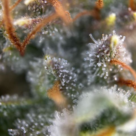 Frozen Black Cherry growlog timeline photo