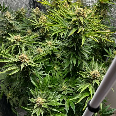 Frozen Black Cherry growlog timeline photo