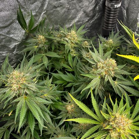 Frozen Black Cherry growlog timeline photo