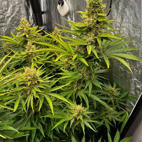 Frozen Black Cherry growlog timeline photo