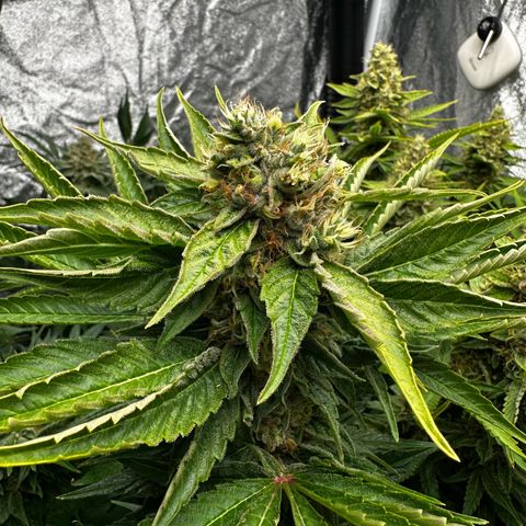 Frozen Black Cherry growlog timeline photo