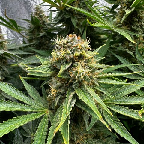 Frozen Black Cherry growlog timeline photo