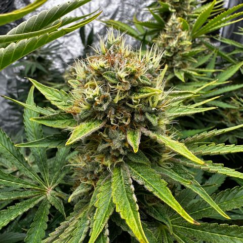 Frozen Black Cherry growlog timeline photo