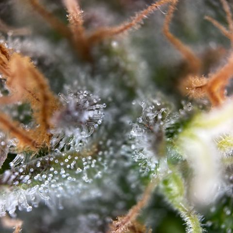 Frozen Black Cherry growlog timeline photo
