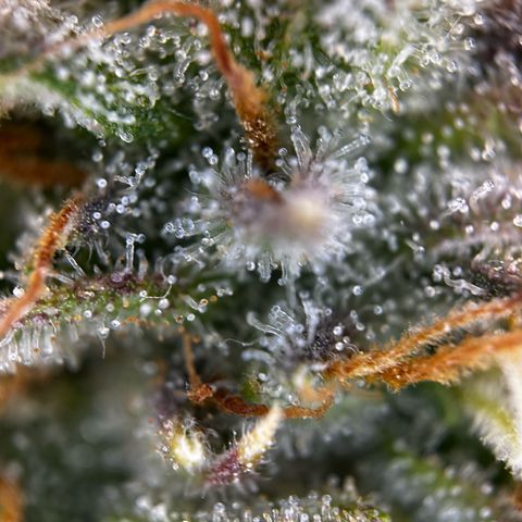 Frozen Black Cherry growlog timeline photo