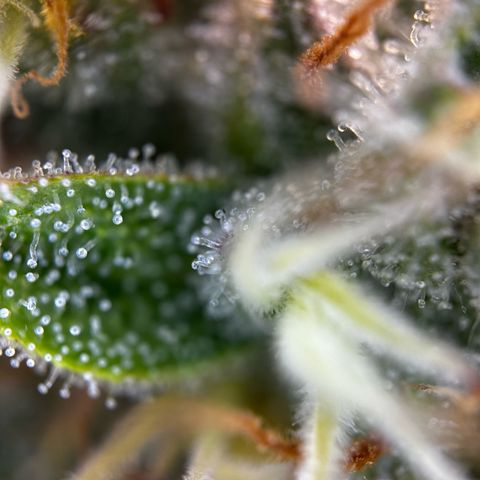 Frozen Black Cherry growlog timeline photo