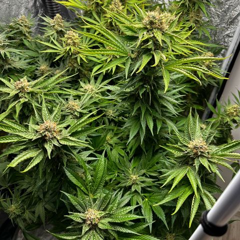 Frozen Black Cherry growlog timeline photo