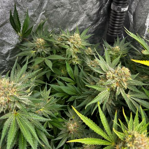 Frozen Black Cherry growlog timeline photo