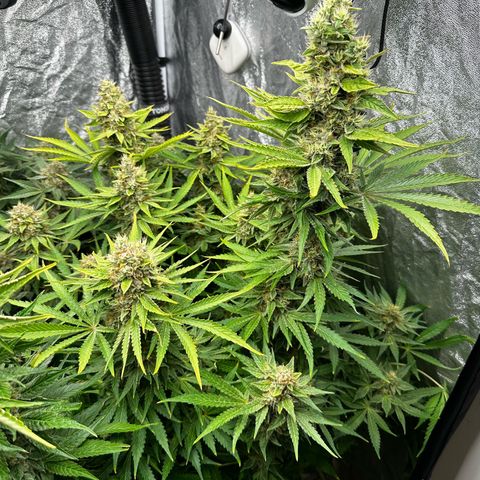 Frozen Black Cherry growlog timeline photo