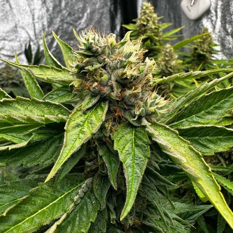 Frozen Black Cherry growlog timeline photo