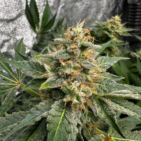 Frozen Black Cherry growlog timeline photo