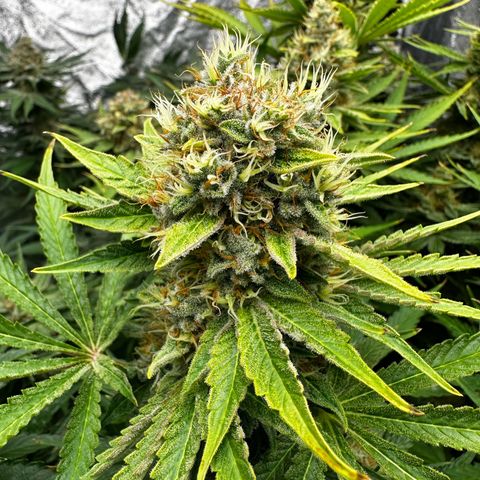 Frozen Black Cherry growlog timeline photo