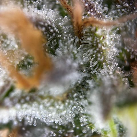 Frozen Black Cherry growlog timeline photo