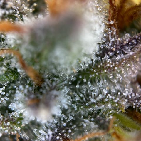 Frozen Black Cherry growlog timeline photo