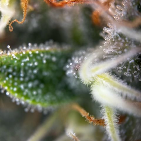 Frozen Black Cherry growlog timeline photo