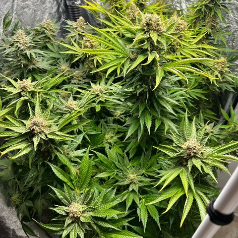 Frozen Black Cherry growlog timeline photo