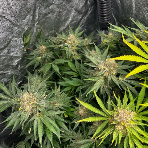 Frozen Black Cherry growlog timeline photo