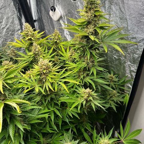 Frozen Black Cherry growlog timeline photo