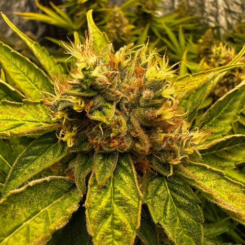 Frozen Black Cherry growlog timeline photo
