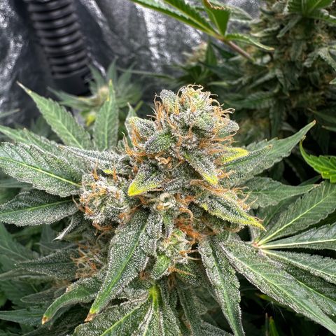 Frozen Black Cherry growlog timeline photo
