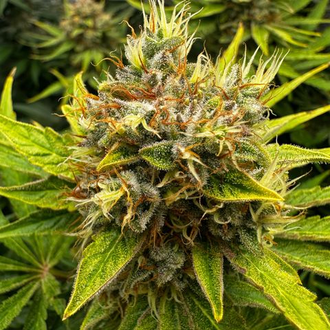 Frozen Black Cherry growlog timeline photo