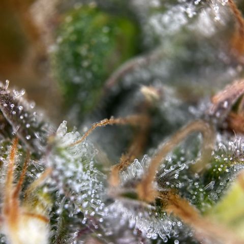 Frozen Black Cherry growlog timeline photo