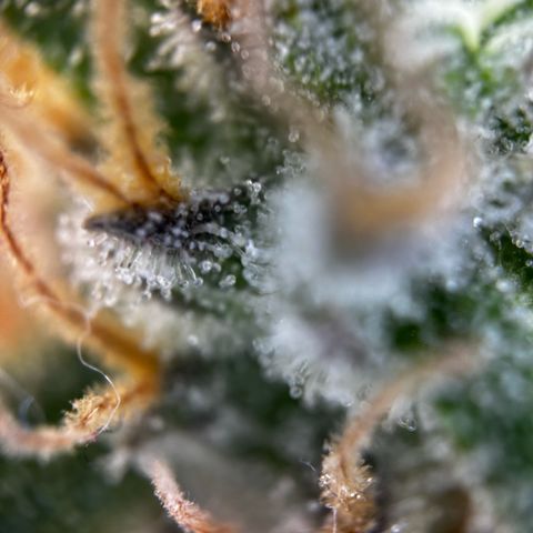 Frozen Black Cherry growlog timeline photo