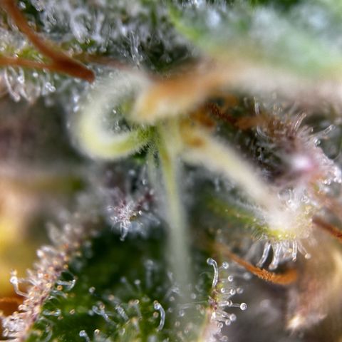 Frozen Black Cherry growlog timeline photo