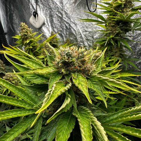 Frozen Black Cherry growlog timeline photo