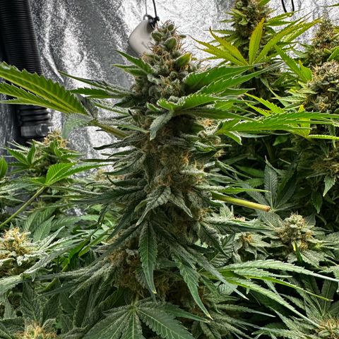 Frozen Black Cherry growlog timeline photo