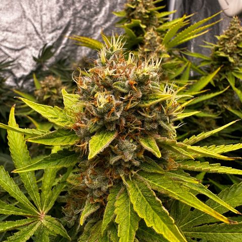 Frozen Black Cherry growlog timeline photo
