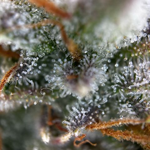 Frozen Black Cherry growlog timeline photo