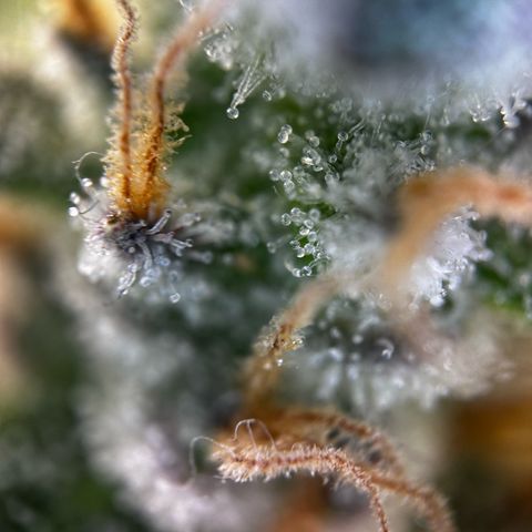 Frozen Black Cherry growlog timeline photo