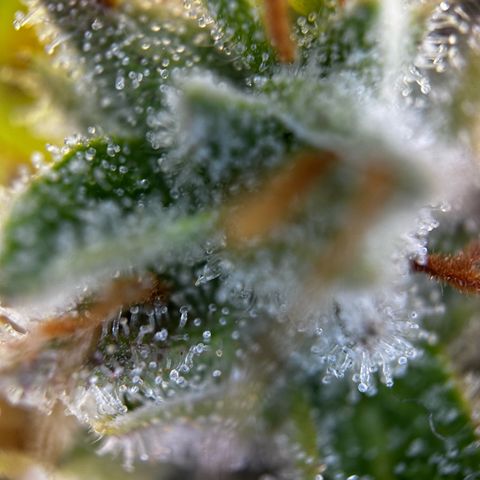 Frozen Black Cherry growlog timeline photo