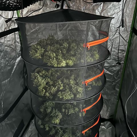 Frozen Black Cherry growlog timeline photo
