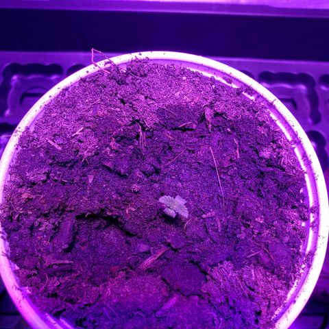 Muskoka Kush #1 Betty growlog timeline photo