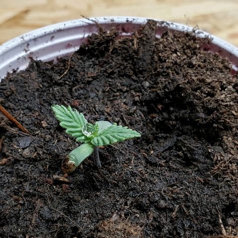 Muskoka Kush #1 Betty growlog timeline photo
