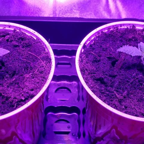 Muskoka Kush #2 Veronica  growlog photo: Day 10