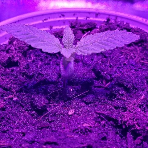 Muskoka Kush #1 Betty growlog timeline photo