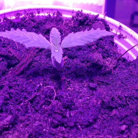 Muskoka Kush #2 Veronica  growlog timeline photo