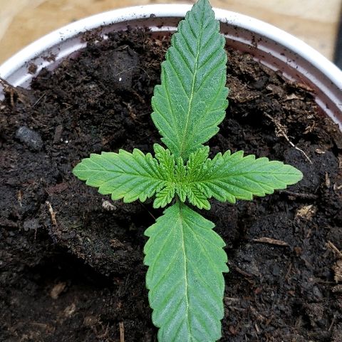 Muskoka Kush #1 Betty growlog timeline photo